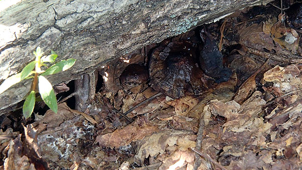 腐った様なキノコ